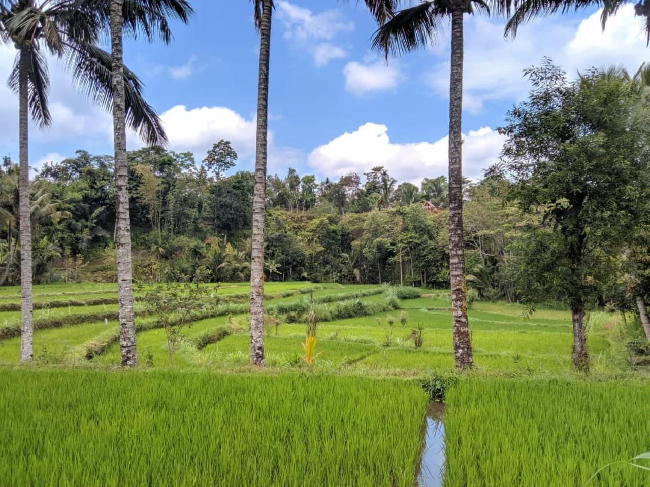 Asan Rinjani Homestay Tetebatu Rum bild