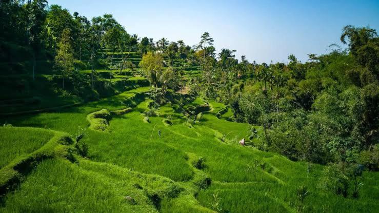 Asan Rinjani Homestay Tetebatu Exteriör bild