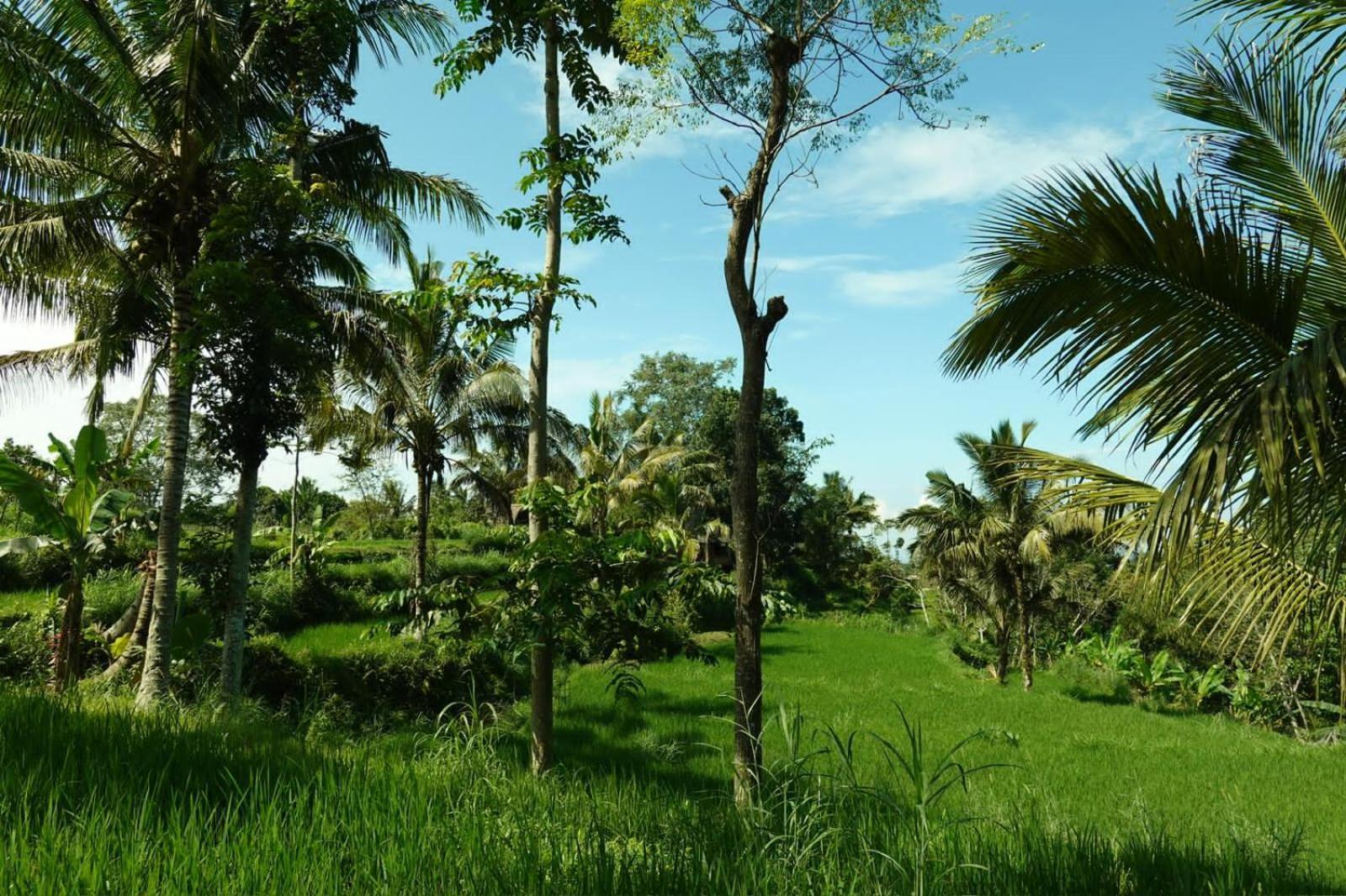 Asan Rinjani Homestay Tetebatu Exteriör bild
